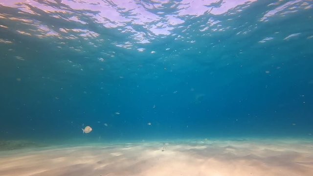 hombre buceando en el mar de una playa de mallorca