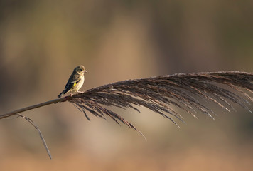 Yellow breasted greenfinch-Chloris spinoides on perch