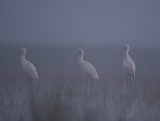 Eurasian spoonbill ( Platalea leucorodia) in misty morning