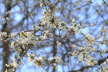 Spring .Cherry flowers close-up. Spring time. Flowering branches of cherry. Delicate spring flowering background.