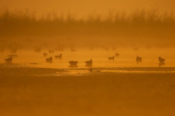 Fototapeta na wymiar Flock of ducks in wetland at sunrise