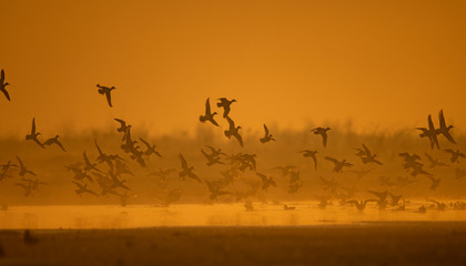 Flock of birds flying at Sunrise
