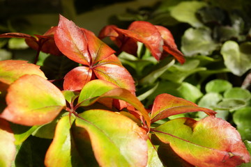 autumn, leaf, leaves,