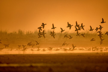 Fototapeta na wymiar Flock of birds flying at Sunrise