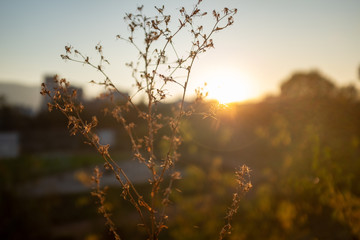 sunset in the forest