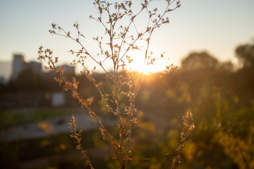 sunset in the forest