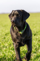 Black labrador dog in a field