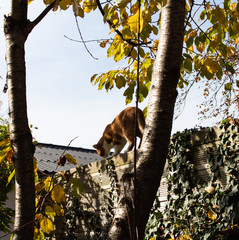 Obraz premium Katze rot weiß. Kater Jaime im Herbst auf dem Zaun.