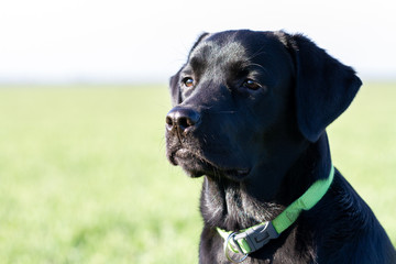 Black labrador dog in a field