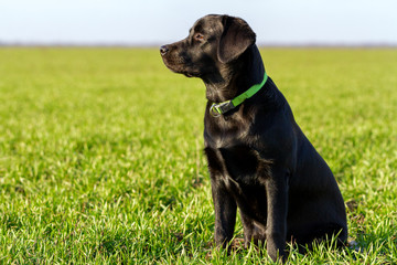 Black labrador dog in a field