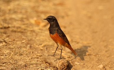 Black redstart, Phoenicurus ochruos, male, Pench National Park, Madhya Pradesh, India
