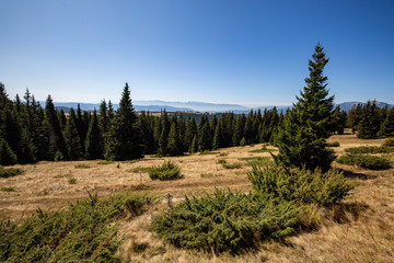 landscape with trees