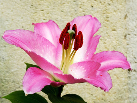 A large lis with pink and white colored petals and long pistils blocks. Intense colored flowers with crepy background
