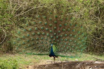 Obraz premium Peacock dancing, Pavo cristatus, Bandipur National Park, Karnataka, India