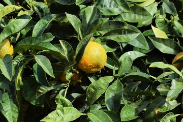Cyprus citrus fruit isolated on white background