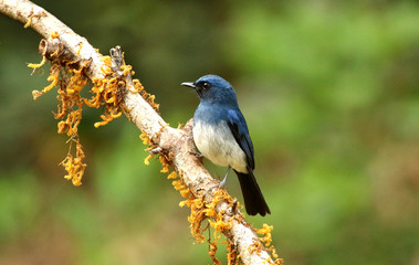 Obraz premium White bellied blue flycatcher, Cyornis pallipes, male, Ganeshgudi, Karnataka, India