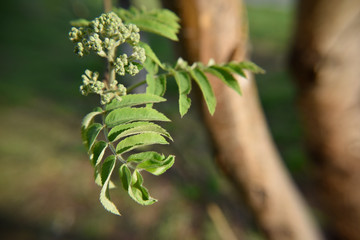 Obraz premium Early stage of blooming of an ashberry tree in the public garden in early spring