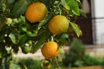 Cyprus citrus fruit isolated on white background