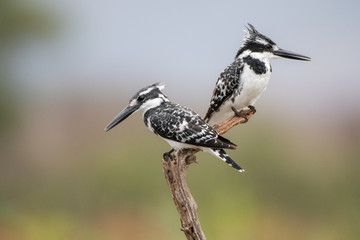 Pied Kingfisher