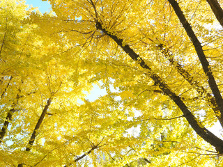 イチョウ　銀杏　紅葉　秋　日本