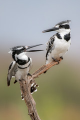 Pied Kingfisher