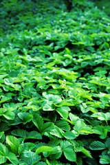 Strawberry bushes close up, green natural background