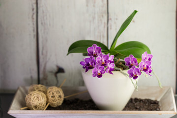 Obraz na płótnie Canvas Rustic decor with a blooming purple orchid in a ceramic pot on a wooden tray.