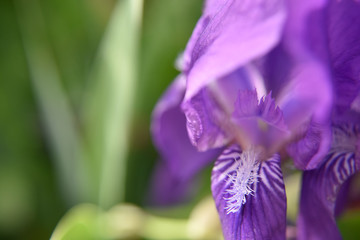 Purple iris flower on the green background, close-up, selective focus