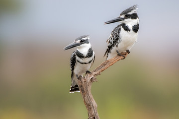 Pied Kingfisher