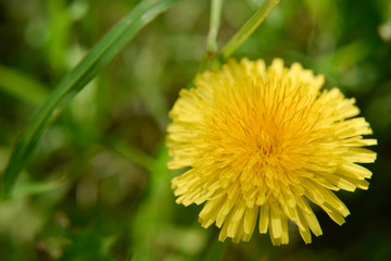 Yellow dandelion flower with the grass, selective focus, closse-up