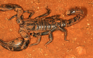 Gaint forest scorpion, Heterometrus indus, Ganeshgudi, Karnataka, India