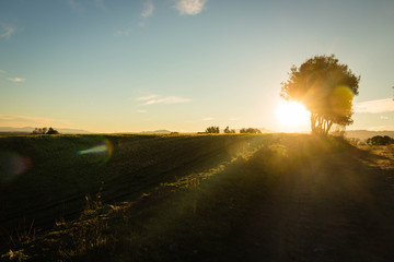 Sun setting behind the tree