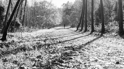 The forest runner