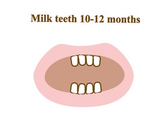 Milk teeth 10-12 months. Graphic illustration. Hand drawing, contour of symbol. Medicine and science, human anatomy simple