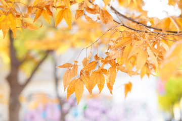 Naklejka na ściany i meble autumn leaves 