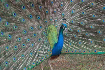 Wild Peacocks on Sri Lanka