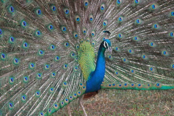 Obraz premium Wild Peacocks on Sri Lanka