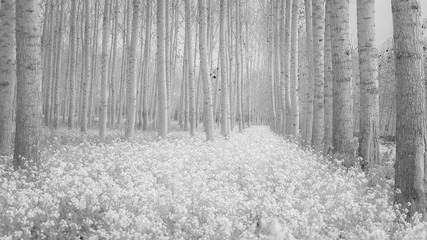 Naklejka premium path covered with white wild flowers