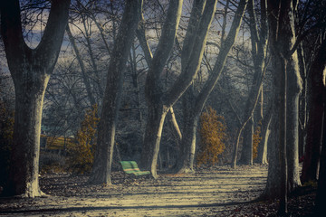 The bench beside the trees