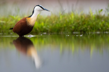 African Jacana