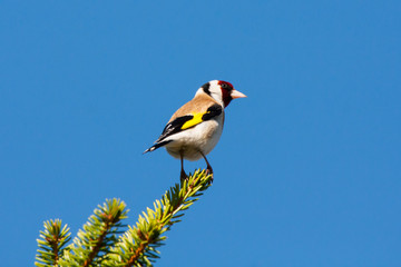 European goldfinch carduelis carduelis sitting on top of fir tree. Cute little bright colorful songbird in wildlife.
