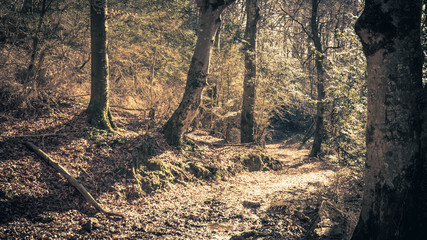 path of old trees in a winter morning