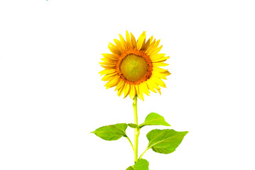 Fototapeta premium The sunflower cut-out with colors White background appropriate the Backdrop, idea copy space
