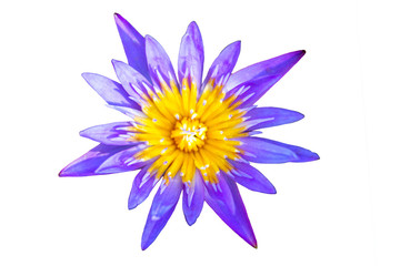 Fototapeta premium Purple lotus cut-out with colors White background appropriate the Backdrop, idea copy space