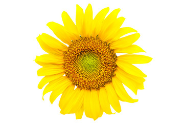 The sunflower cut-out with colors White background appropriate the Backdrop, idea copy space