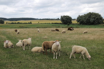 Fototapeta na wymiar Schafherde auf der Weide