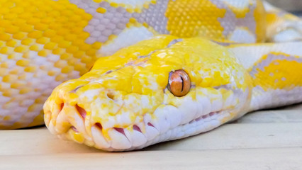 closeup of snake