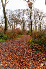 Obraz premium Winterlicher Wald mit kahlen Ästen und bunten Laub auf dem Waldboden lädt zum Wandern und Spaziergang im Herbst mit der Familie auf Waldwegen und natürlichen Pfaden ein, baut Stress ab für Gesundheit