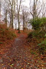Winterlicher Wald mit kahlen &Auml;sten und bunten Laub auf dem Waldboden l&auml;dt zum Wandern und Spaziergang im Herbst mit der Familie auf Waldwegen und nat&uuml;rlichen Pfaden ein, baut Stress ab f&uuml;r Gesundheit