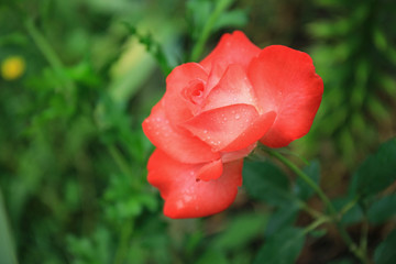 Red Orange Roses